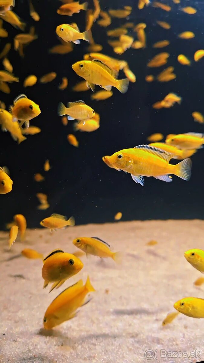 Africké cichlidy Malawi - 8