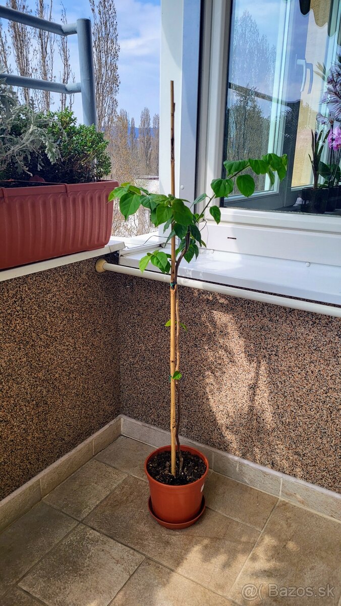 Bugenvilea (Bougainvillea) červená - 8