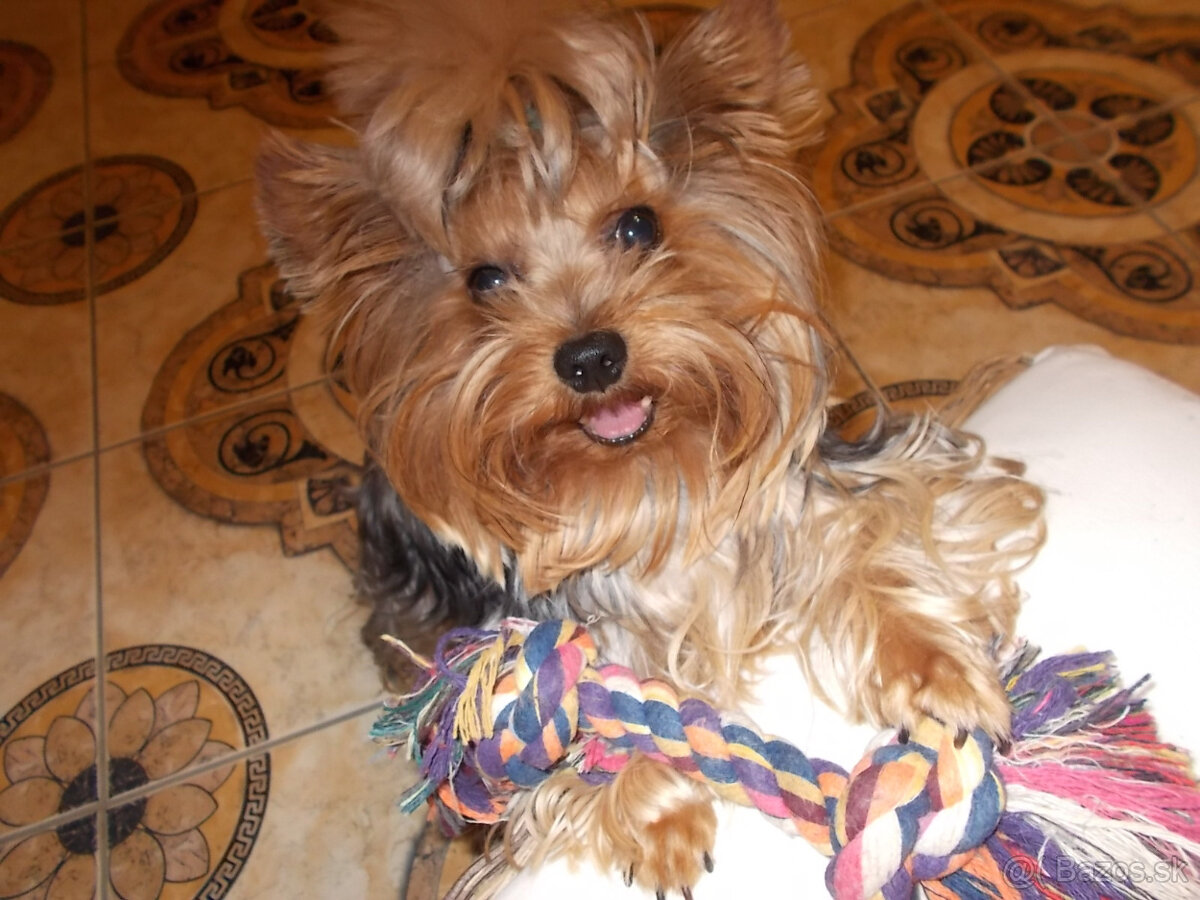 YORKSHIRSKÝ TERIÉR - PSÍK NA KRYTIE, NIE NA PREDAJ - 8