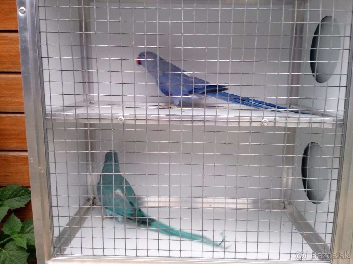 Alexandre malé ročník 24(DNA+PBFD test). - 8