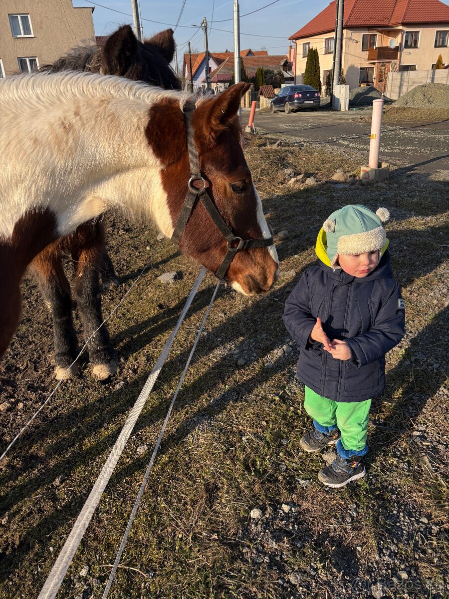 Žrebček na predaj - 8