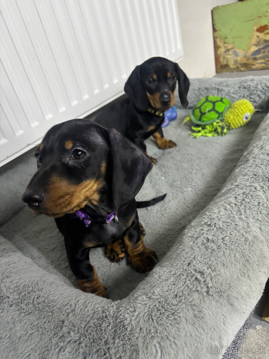 Jazvečík kratkosrstý - 8