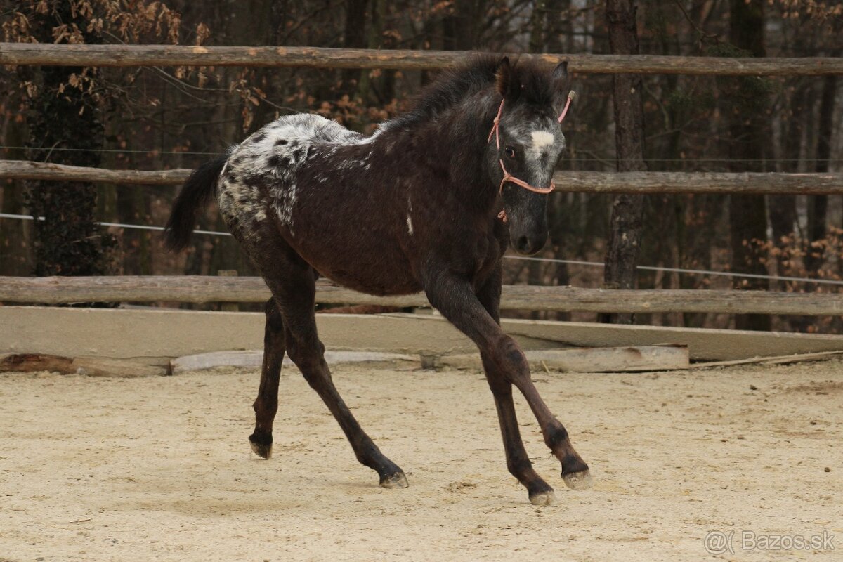 Black Pintaloosa SND Maxie - 8