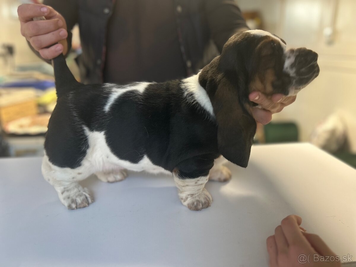 Basset hound šteniatka - rezervacie - 8
