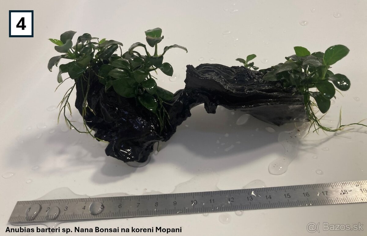 Akváriové rastliny na dekoráciach - 8