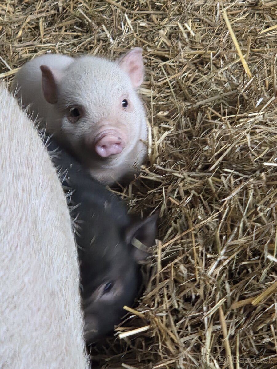 Vietnamské prasiatka - 8