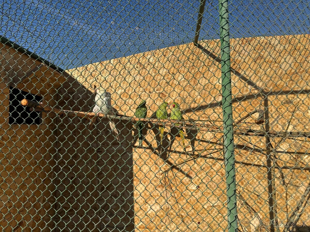 Alexandre malé , Papagáj spevavy - 8