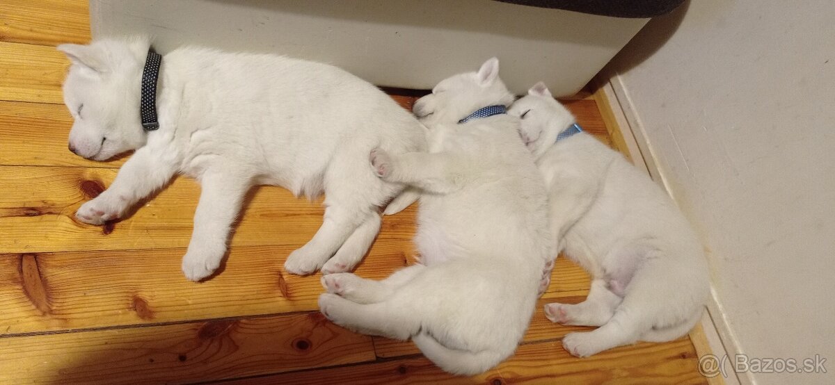 šteniatka Sibírsky Husky - 8