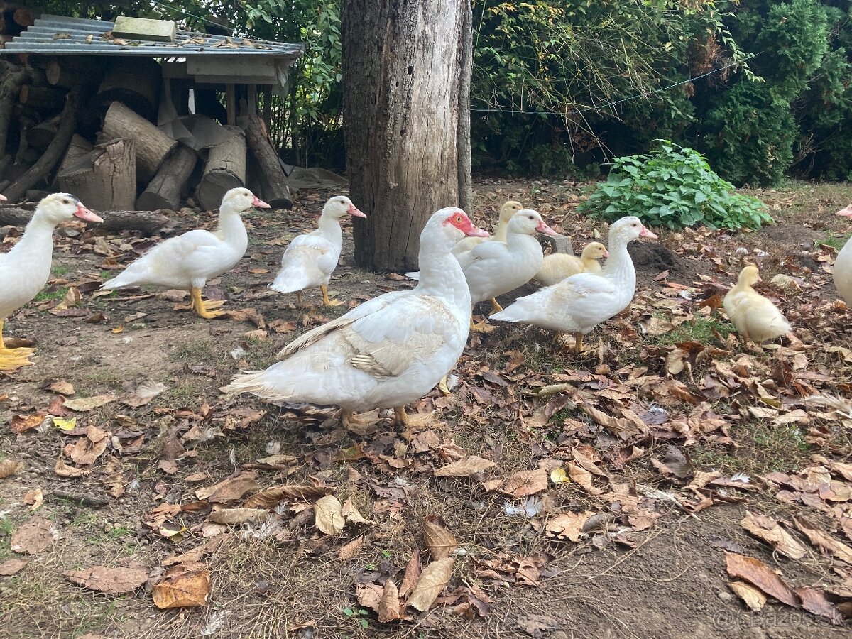 Predam pizmove kacatka - 8