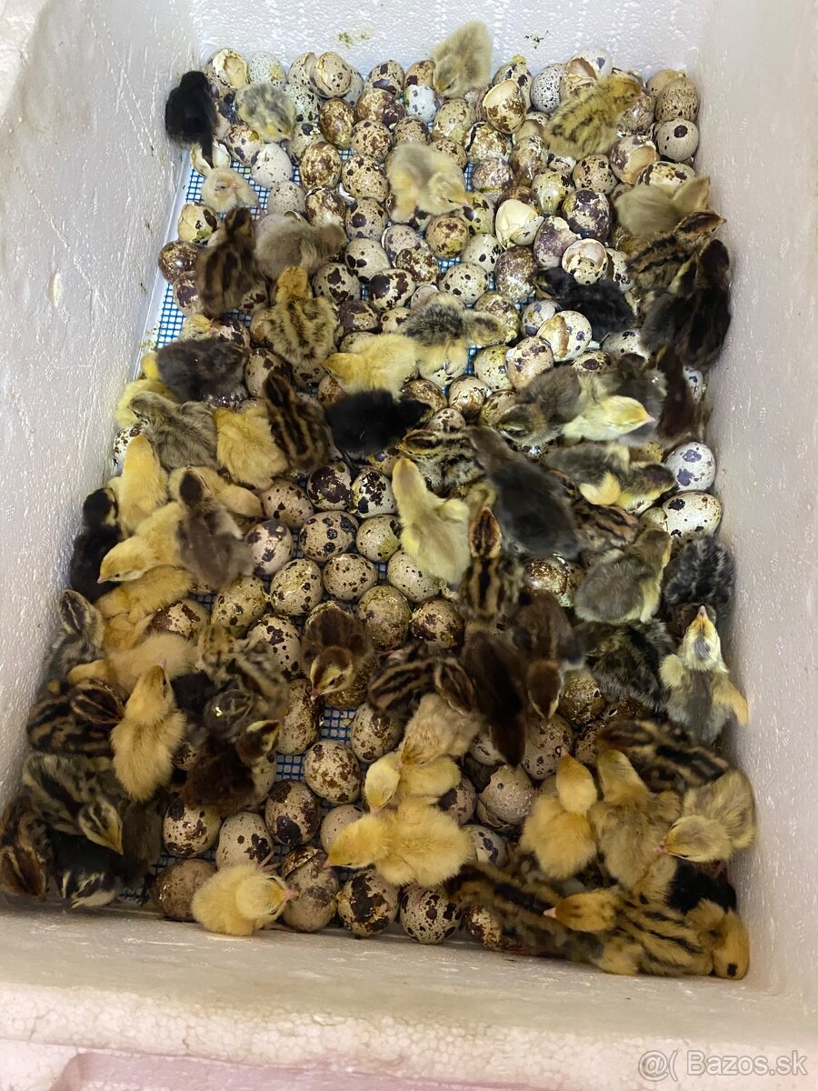 Japonské prepelice - 8