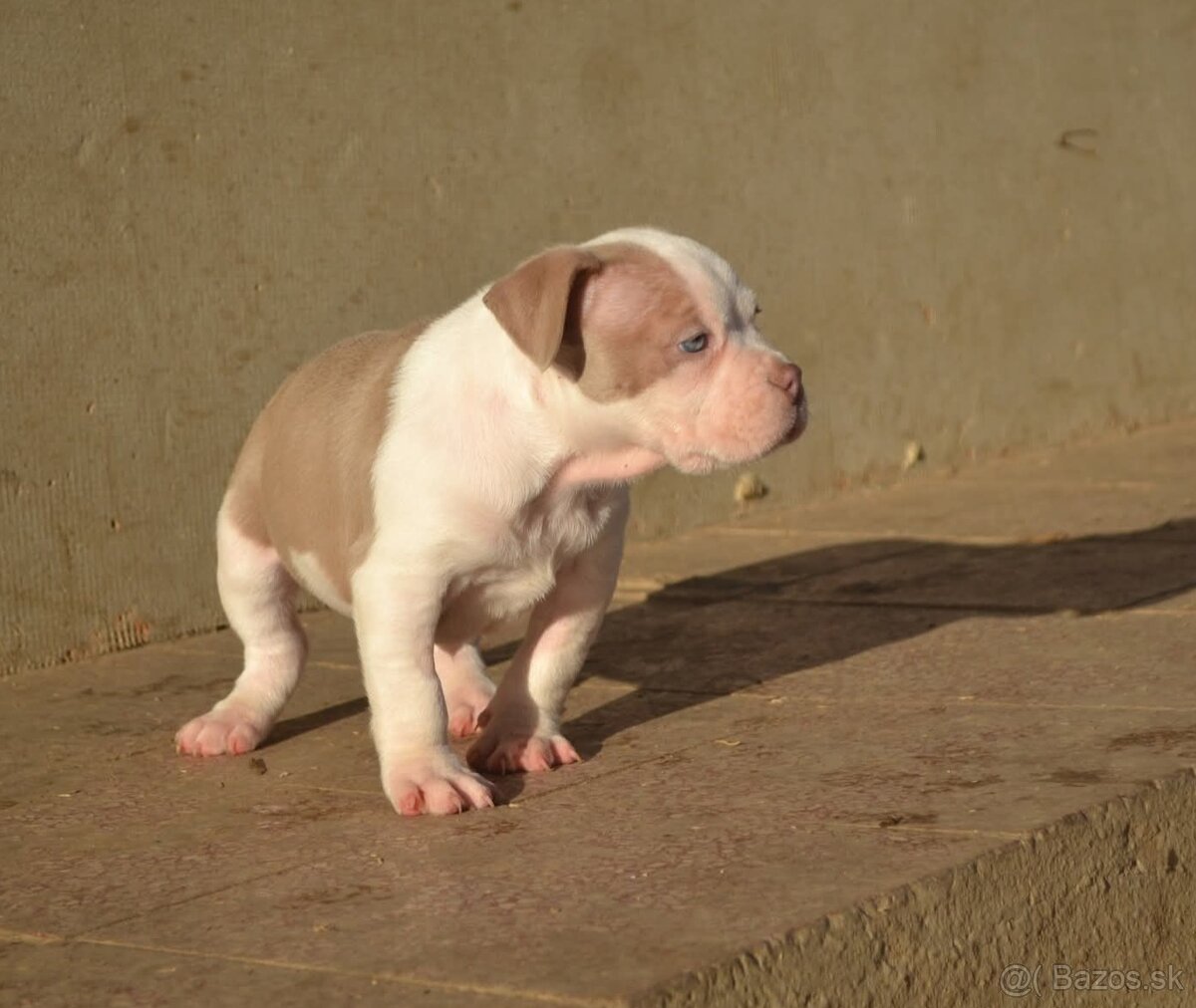 American bully pocket/standard - 8