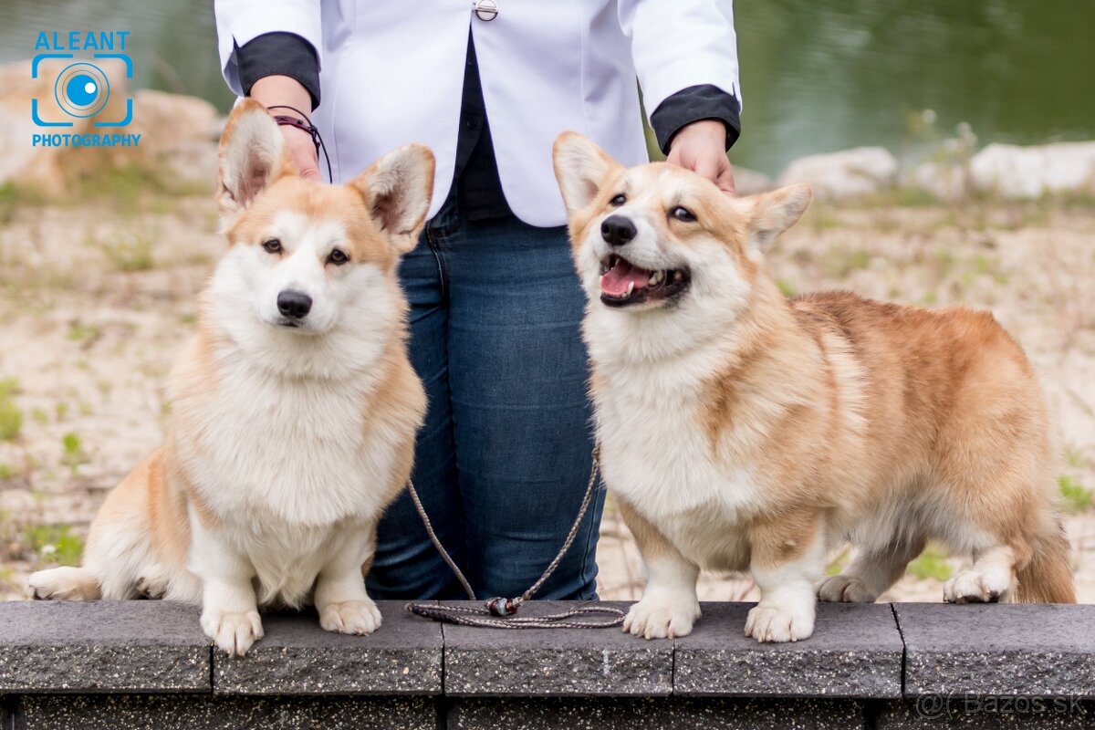 Welsh Corgi Pembroke, psík v trikolórnom sfarbení - 8