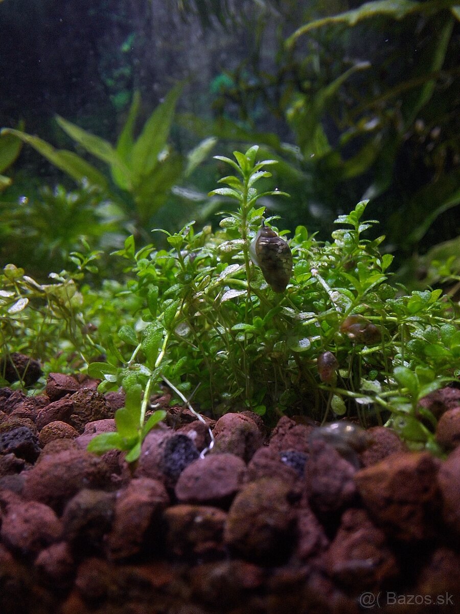 Darujem vodné slimáky do akvária - 8