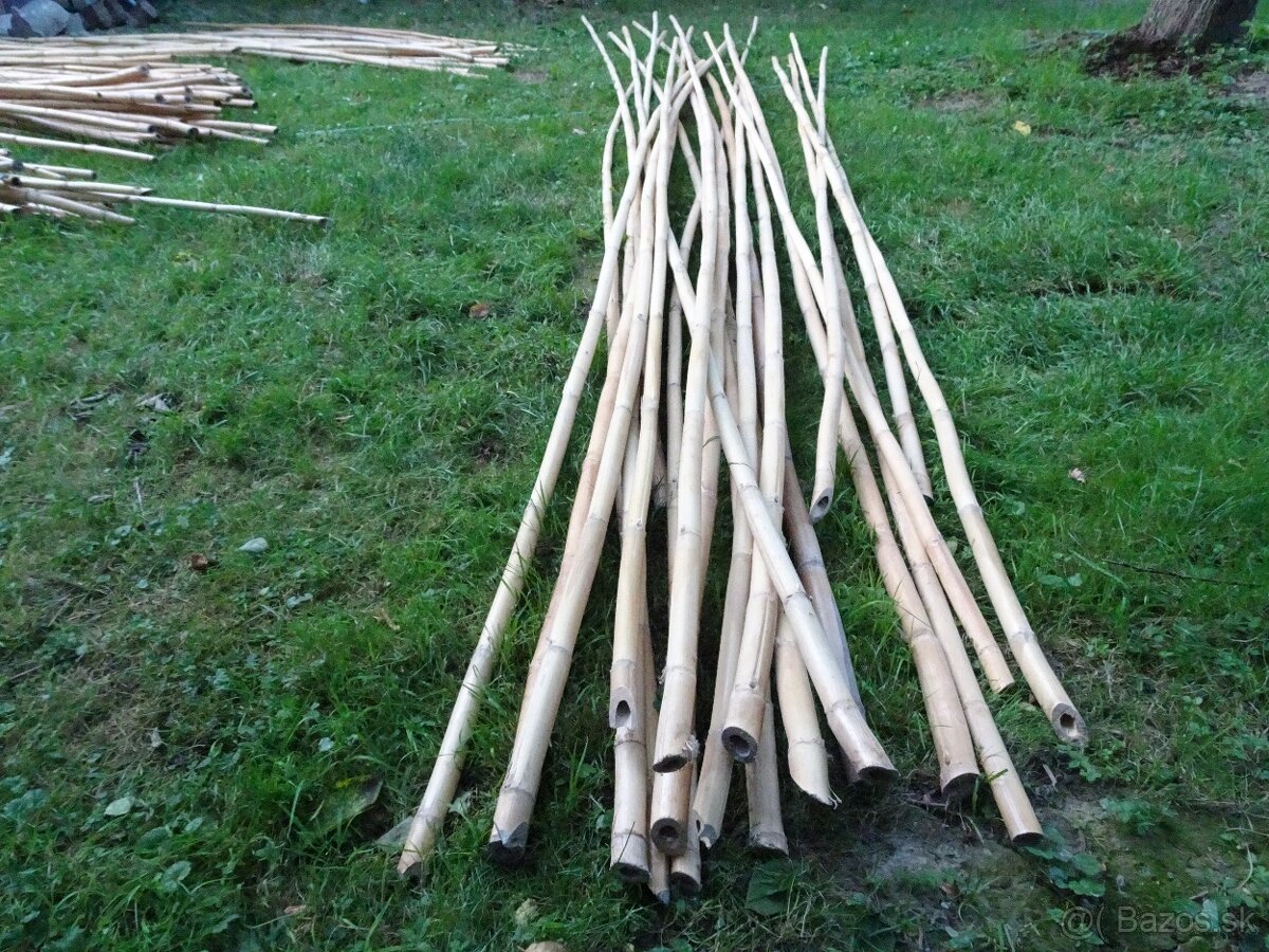 Predám stovky bambusov za symbolickú cenu rôznych dľžok - 8