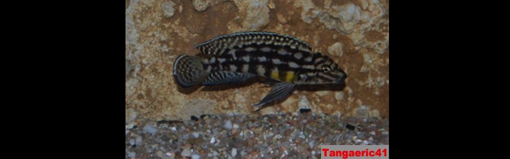 Africké cichlidy - 8