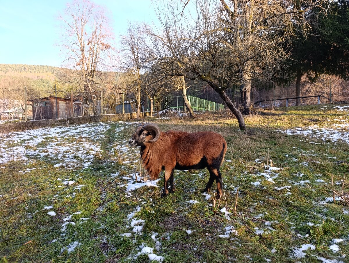 Kamerunské ovce - 8