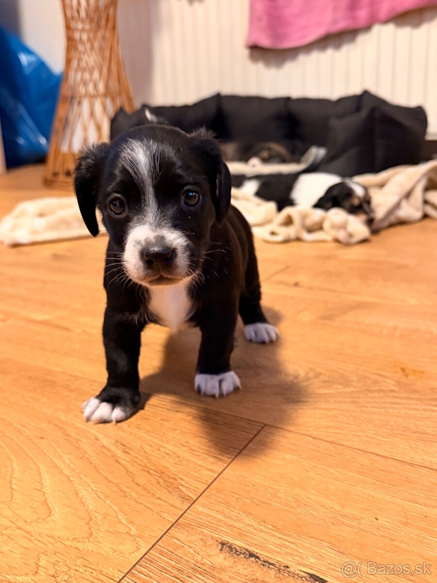 DARUJEM ŠTENIATKA - 8