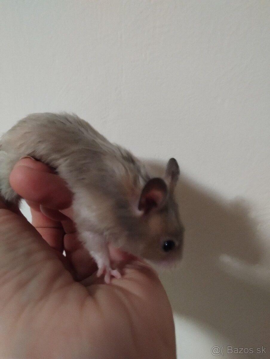 Škrečok sýrsky - 8