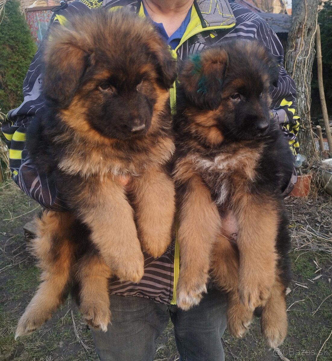 Nemecký ovčiak - 8