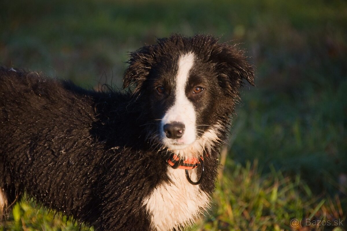 Border kólia s PP - 8