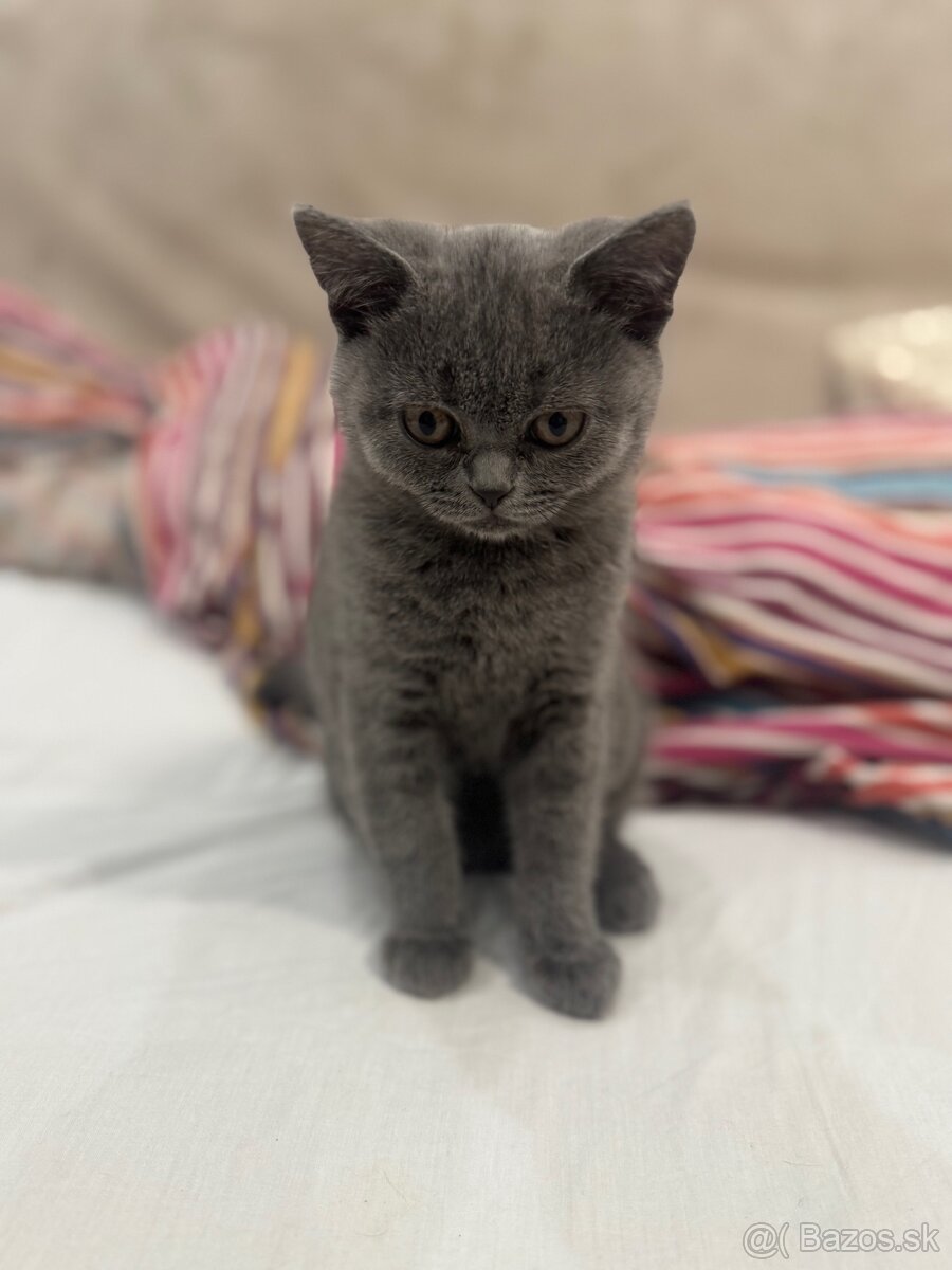 Mačiatko Britská Modrá - 8