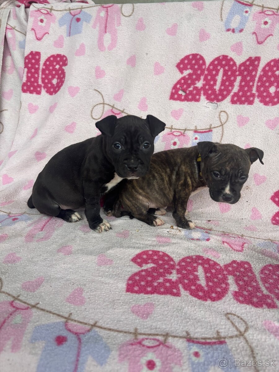 Americký stafordsirsky terier, Stafford, amstaf - 8