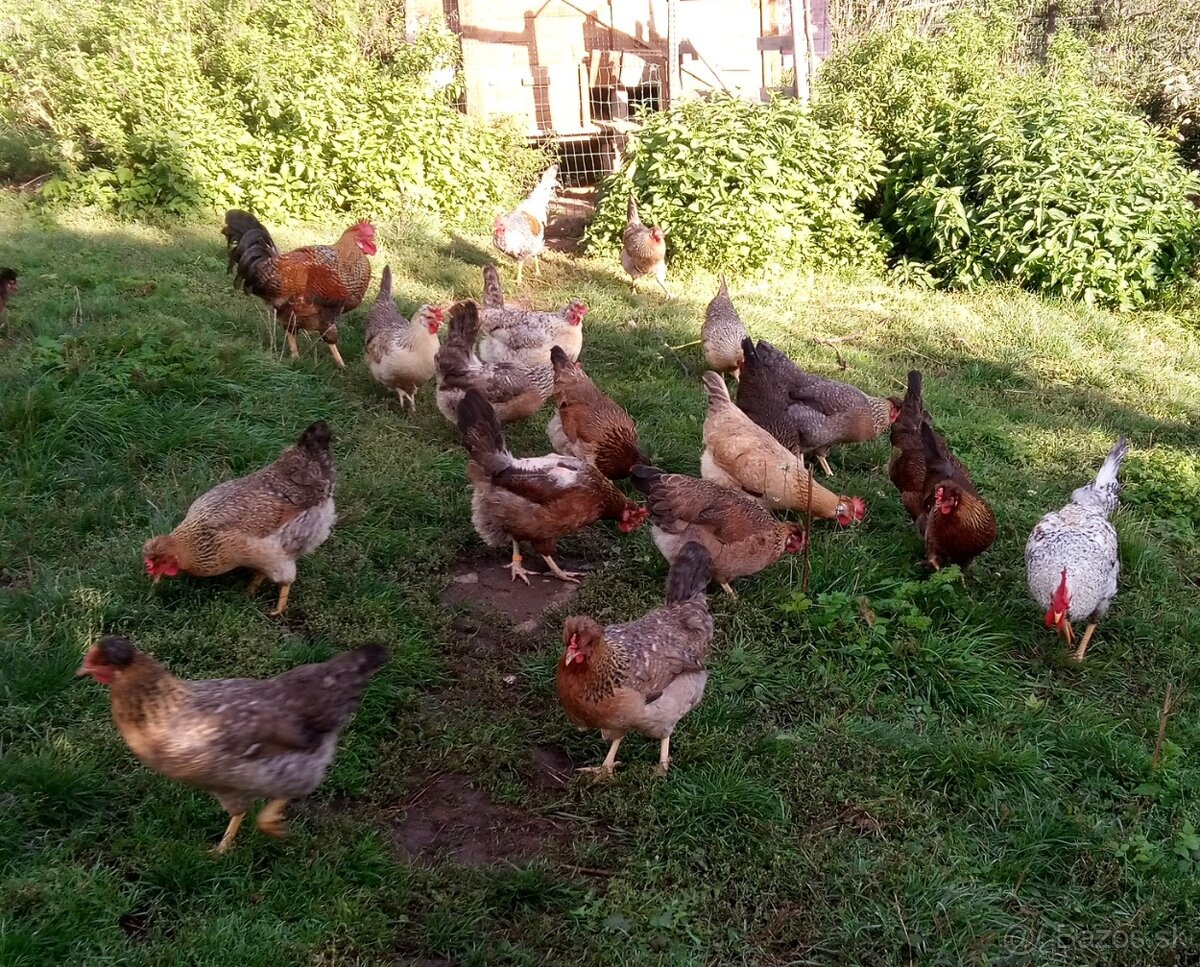 NV zelené green shell - 8