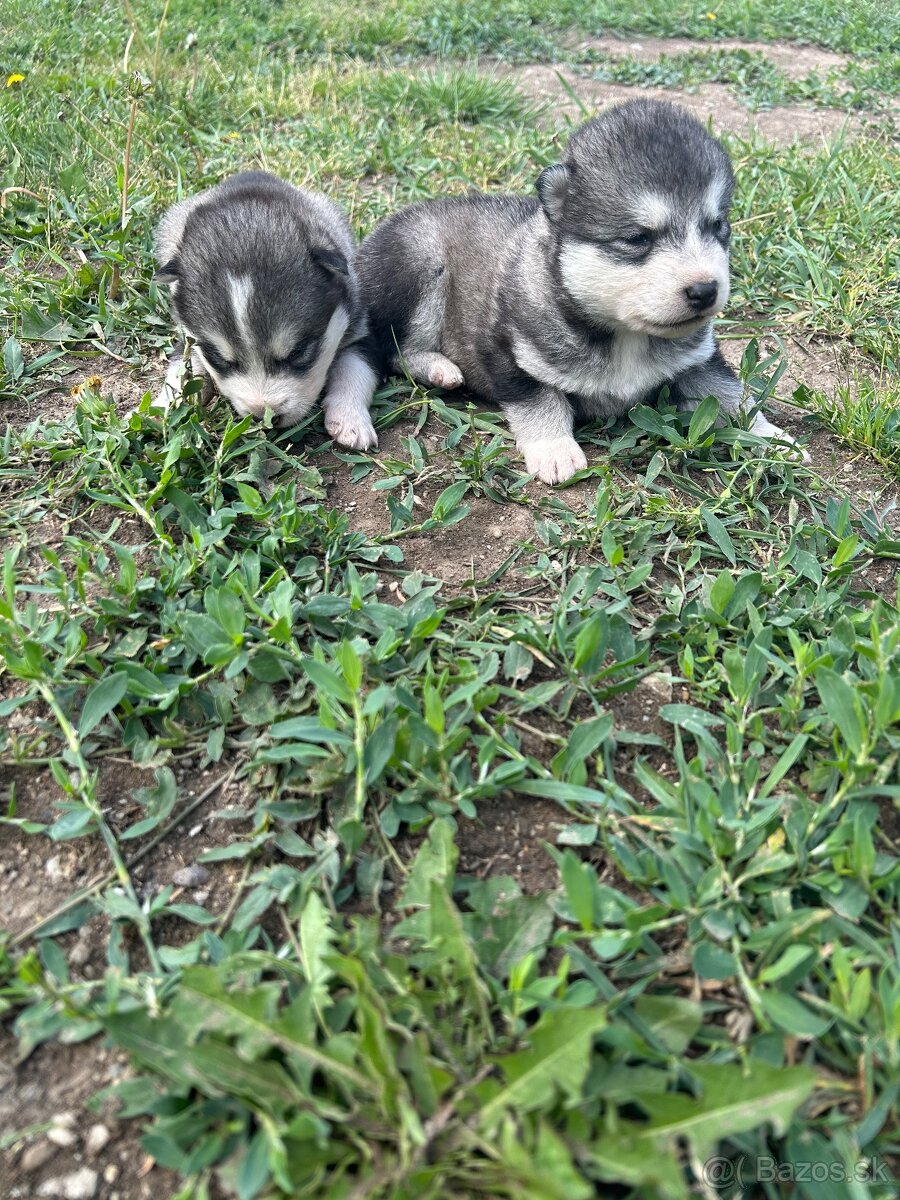 Na preday sibírskeho malamut - 8