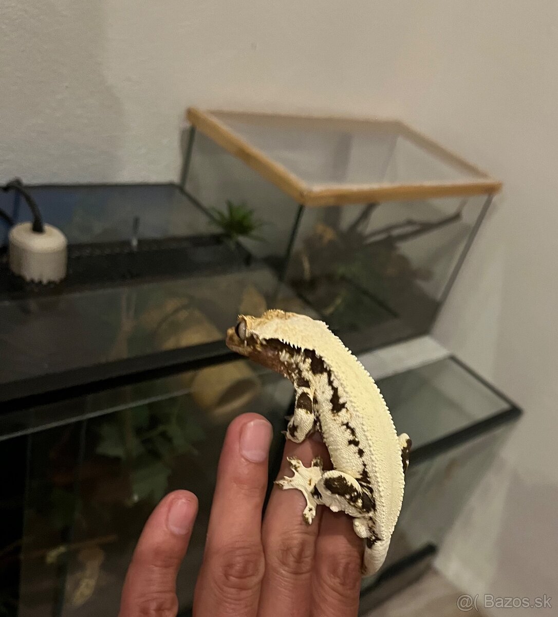 Pagekony riasnate - 8