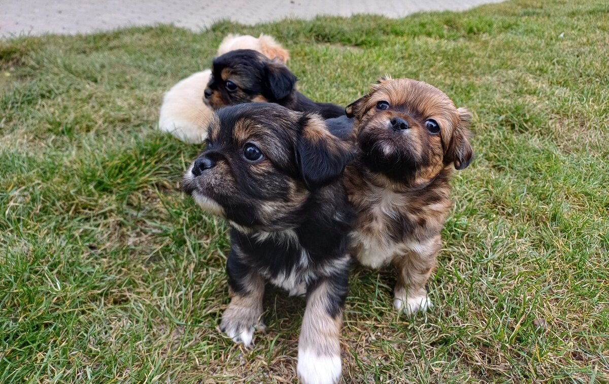 Tibetskỳ špániel šteniatko - 8