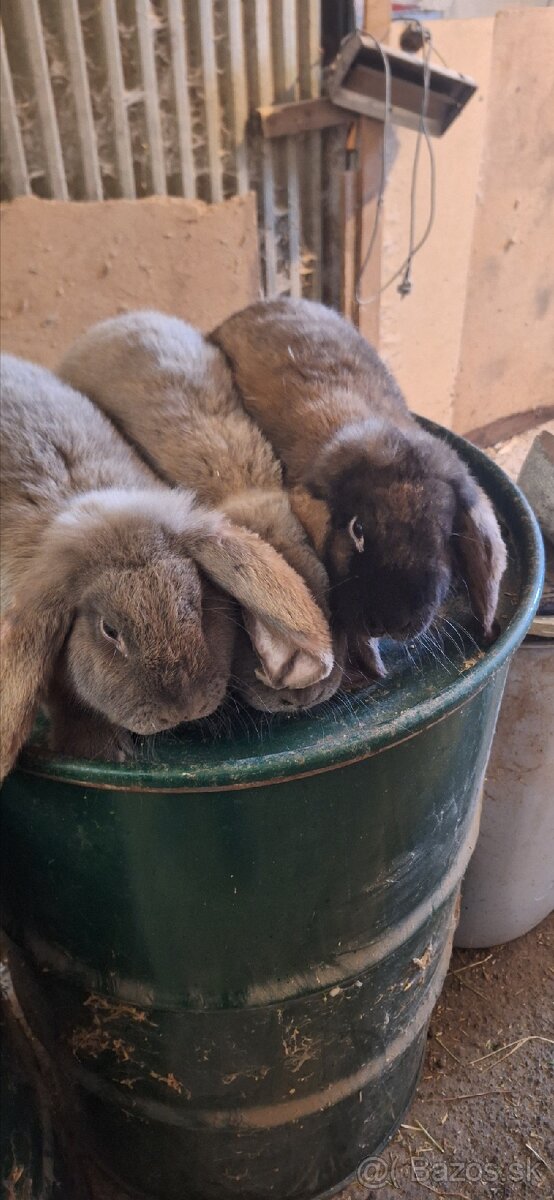 Francúzsky baran - 8