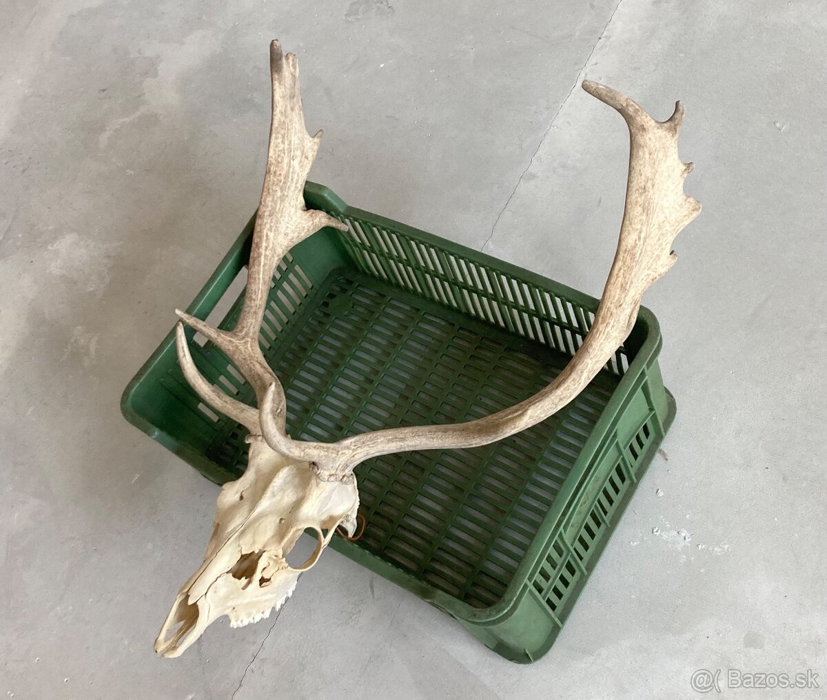 Trofeje jeleň daniel - 8