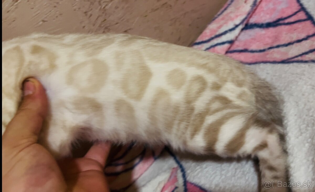 Bengálske mačiatka, bengalska mačka s Rodokmeňom - 8