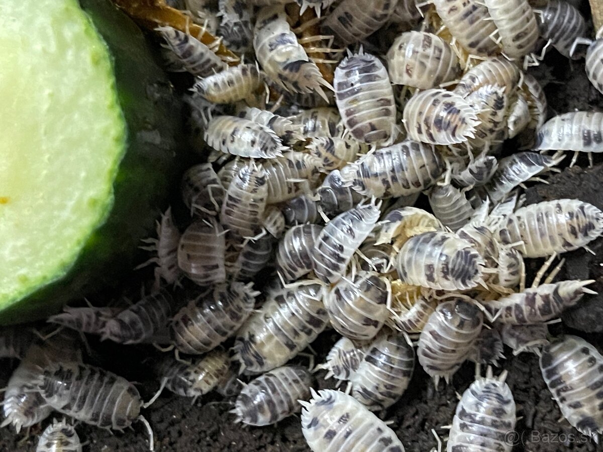 Isopody na predaj bioaktívne poklady pre tvoje terárium 🐛🌿 - 8