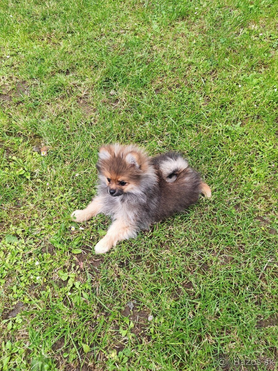 Pomeranian fenka - 8