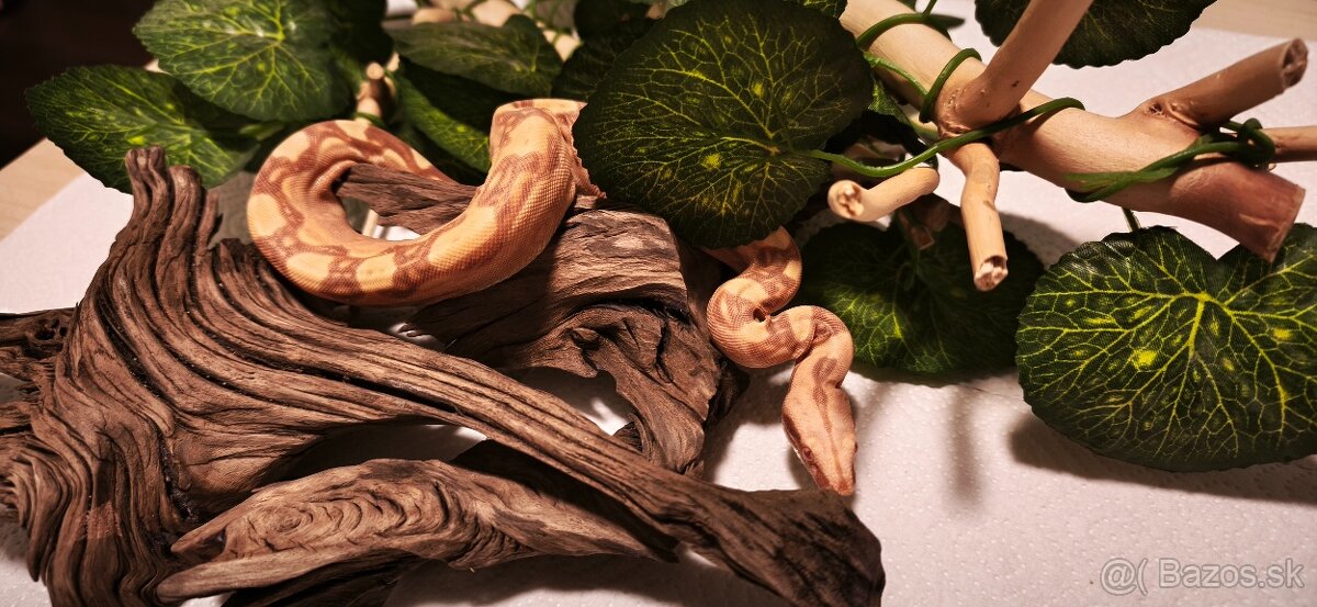 Velhad kralovsky sunglow - 8