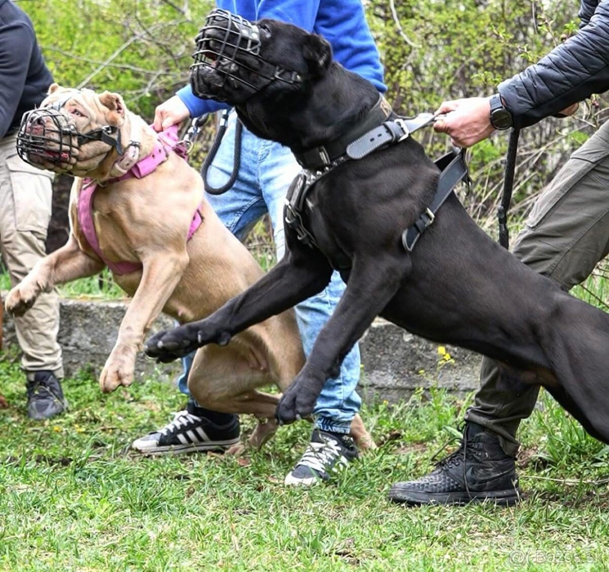 Bandog na krytie - 8
