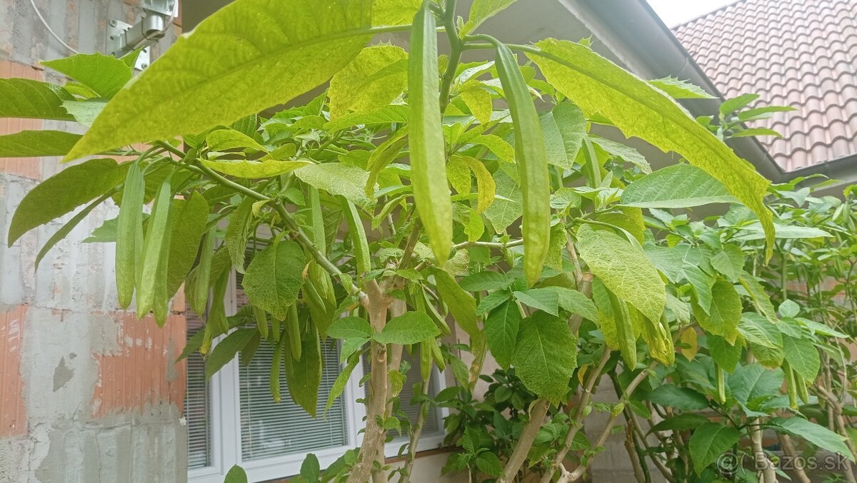 Trúby, figovníky, tráva - 8