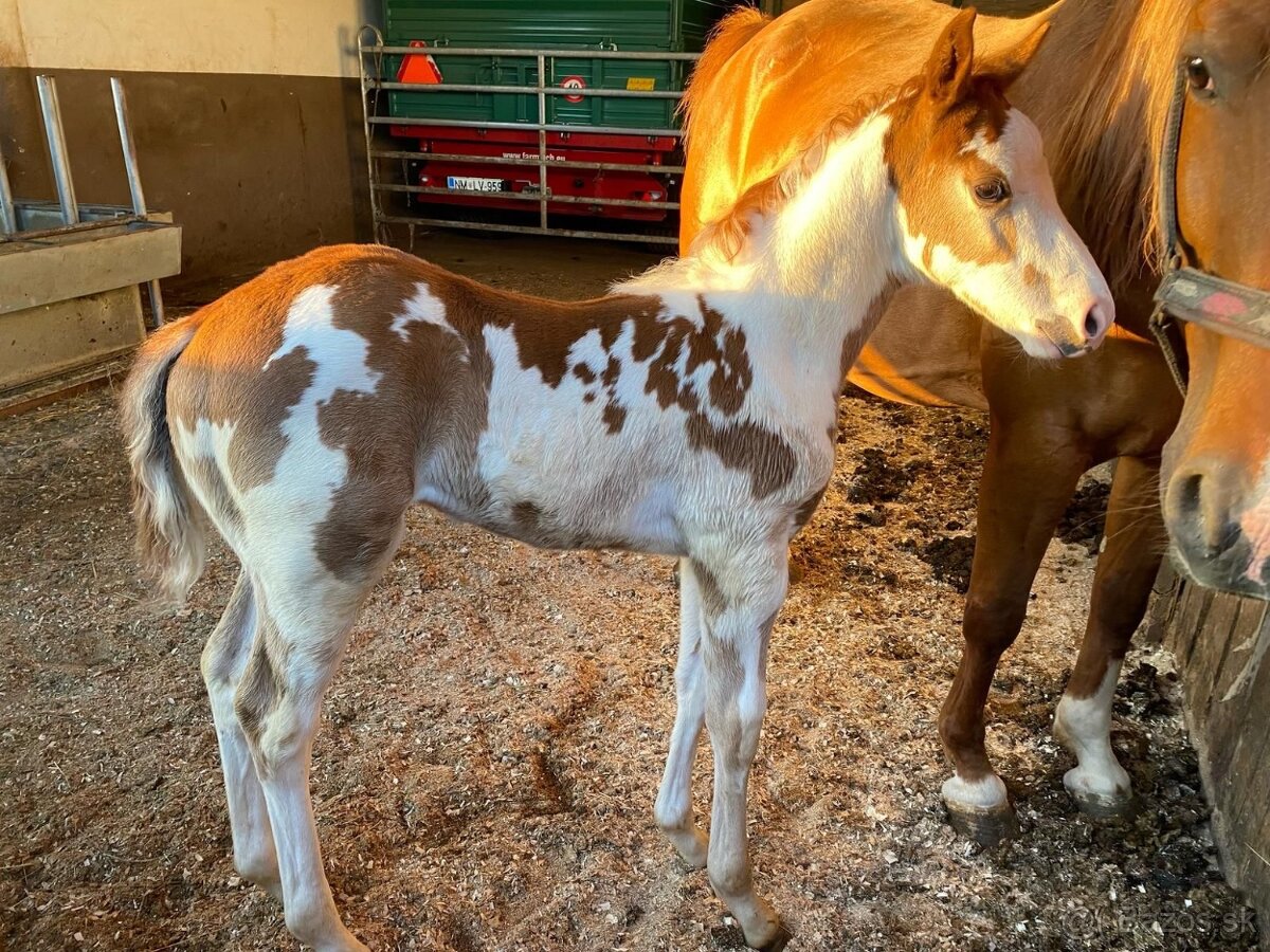 Pripúšťanie APH žrebcom - 8