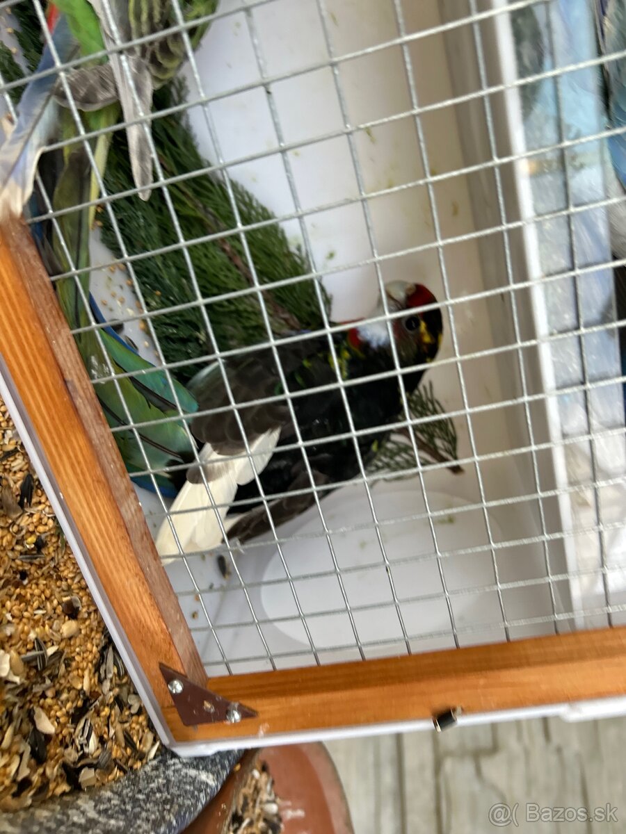 Rozely pestré odchov 25 - 8