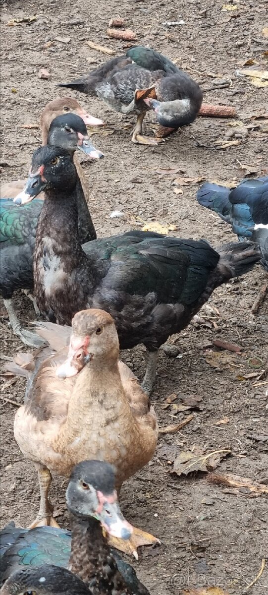 Kacky pizmove a miesane ruanske s bezcami - 8