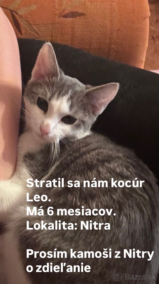 Stratil sa kocúrik Leo v Nitre - 8