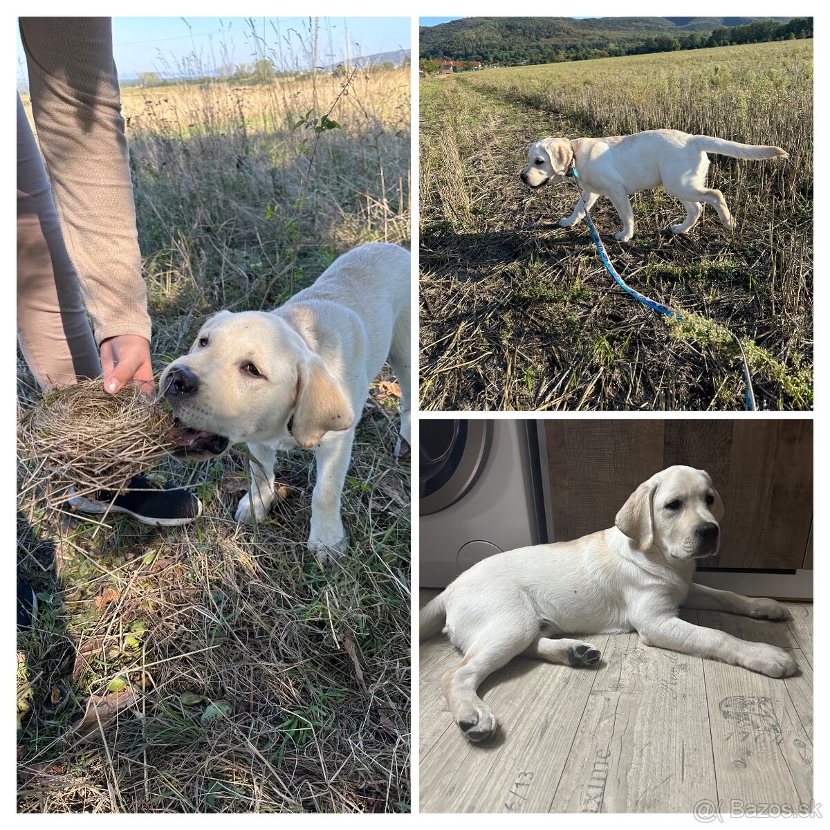 Stráženie psíkov - 8