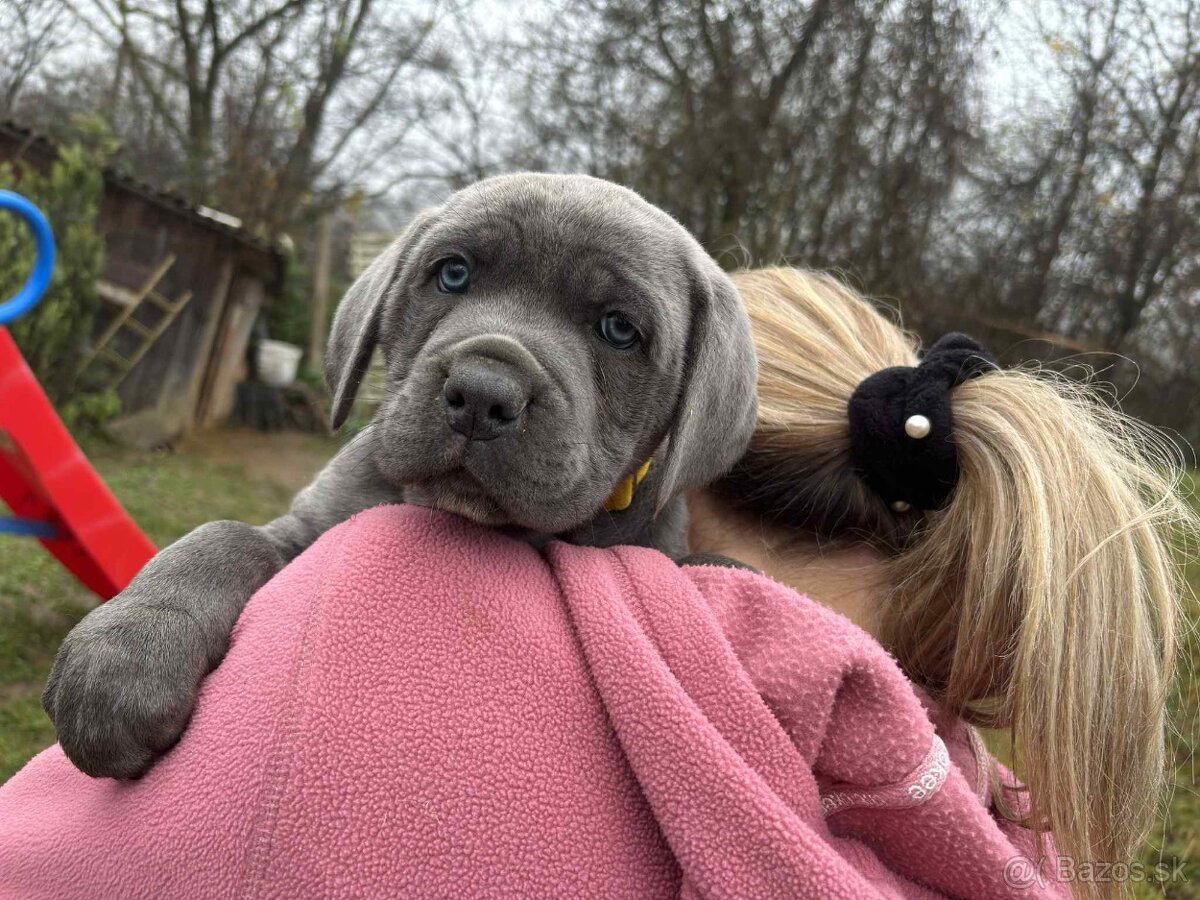 Cane Corso Šteniatka bez PP - 8
