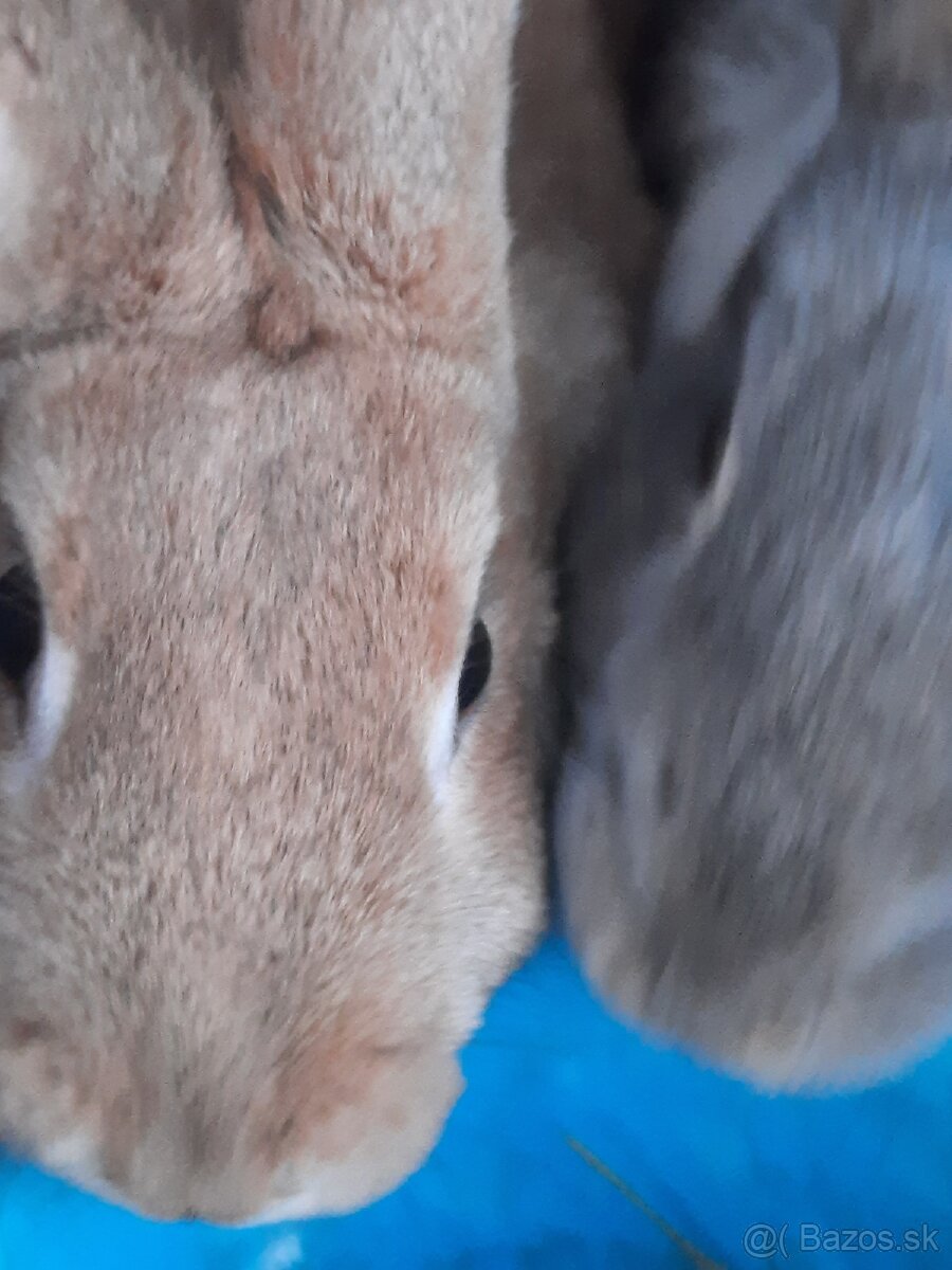 Králik - 8