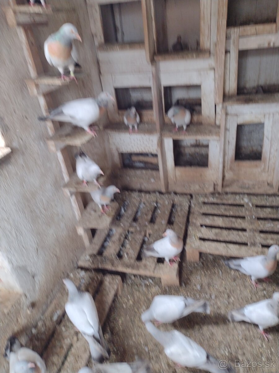 Predam holuby Koburske skovranky. - 8