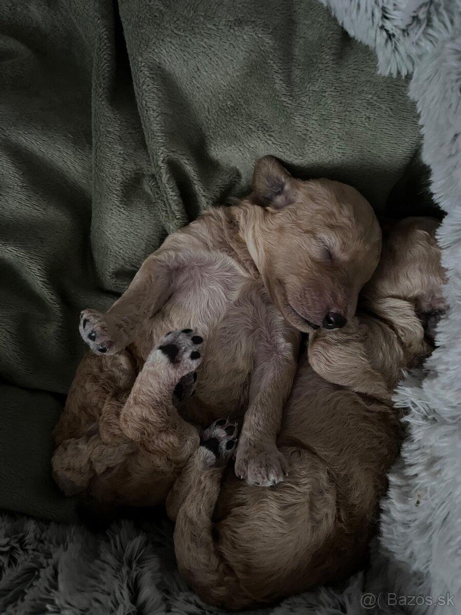 Pudel Toy/trpaslik bez pp - 8