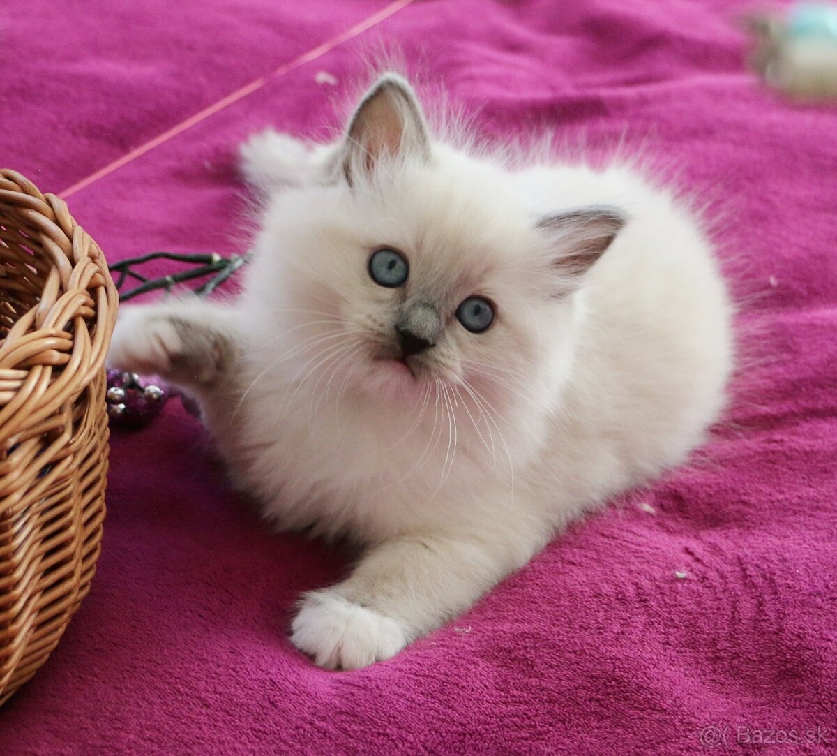 Ragdoll - láska na celý život - 8