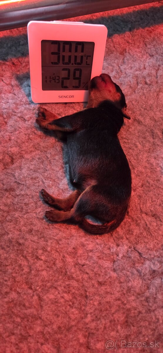 Rottweiler s PP Rotvajler s PP Štenata rotvajlera s PP Šten - 8