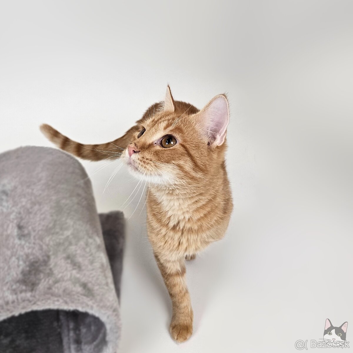 TOBY hľadá domov - 8